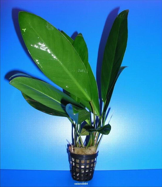 Kongo-Speerblatt / Anubias Congensis 1 Kongo-Speerblatt / Anubias Congensis