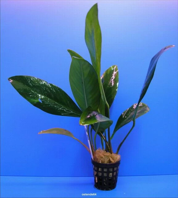Kongo-Speerblatt / Anubias Congensis 2 Kongo-Speerblatt / Anubias Congensis – Bild 2