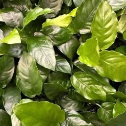 Mehrtriebige Exemplare Zwergspeerblatt / Anubias Nana -Qualitätsgeschäft Für Garten Und Outdoor TA22wf 1 10