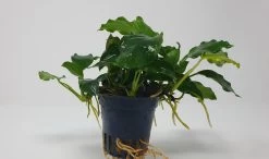 Mehrtriebige Exemplare Zwergspeerblatt / Anubias Nana -Qualitätsgeschäft Für Garten Und Outdoor TA22wf 1 5