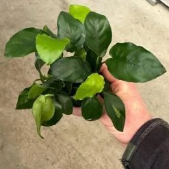 Mehrtriebige Exemplare Zwergspeerblatt / Anubias Nana -Qualitätsgeschäft Für Garten Und Outdoor TA22wf 1 8