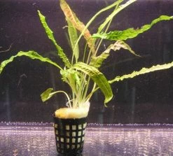 Genoppter Wasserkelch / Cryptocoryne Crispatula Var. Balansae