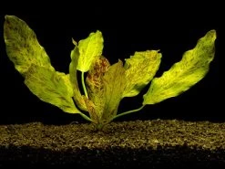 Gefleckte Grüne Schwertpflanze / Echinodorus Ozelot Grün