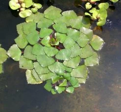 3er Set Schwimmpflanzen Je 1x Muschelblume, Froschbiss, Wassernuss -Qualitätsgeschäft Für Garten Und Outdoor TEICH103 1 6
