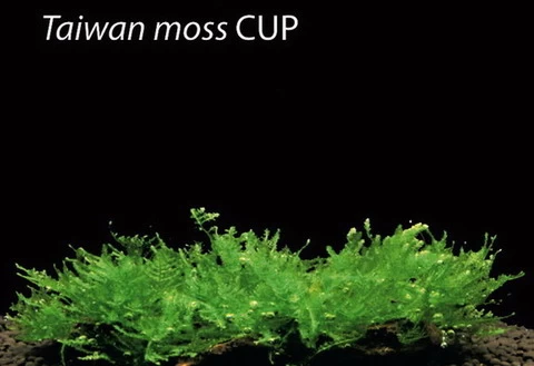 In-Vitro Taiwan-Moos / Taxiphyllum Spec. 'Taiwan Moss', Moos 1 In-Vitro Taiwan-Moos / Taxiphyllum Spec. 'Taiwan Moss', Moos