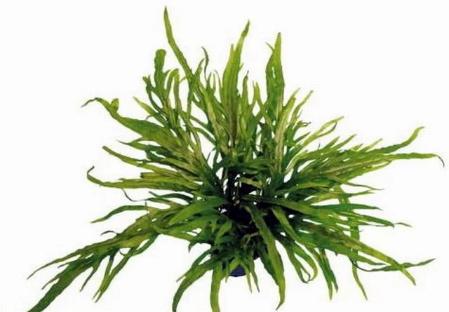 XL In-Vitro Trident Javafarn / Microsorum Pteropus Trident 1 XL In-Vitro Trident Javafarn / Microsorum Pteropus Trident