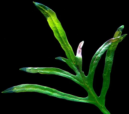 XL In-Vitro Trident Javafarn / Microsorum Pteropus Trident 2 XL In-Vitro Trident Javafarn / Microsorum Pteropus Trident – Bild 2