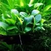 XL In-Vitro Zwergspeerblatt / Anubias Bart. Var. Nana - Besonders Geeignet Für Barschbecken
