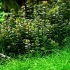 XL In-Vitro Bonsai Rotala / Rotala 'Bonsai' Im XL-Cup
