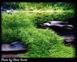 XL In-Vitro Kleiner Fleischfressender Wasserschlauch / Utricularia Graminifolia Im XL-Cup