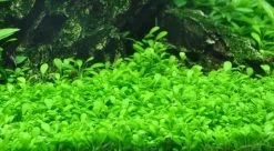 XL In-Vitro Australisches Zwergkraut - Zungenblatt / Glossostigma Elatinoides