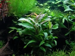 XL In-Vitro Hygrophila "Thailand" - "Siamensis"/ Schmalblättriger Riesenwasserfreund