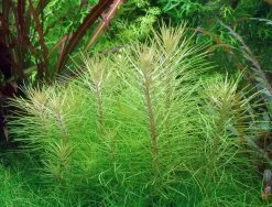 In-Vitro Indische Sternpflanze / Pogostemon Erectus