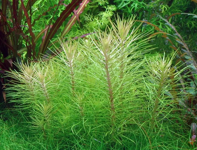 XL In-Vitro Indische Sternpflanze / Pogostemon Erectus 1 XL In-Vitro Indische Sternpflanze / Pogostemon Erectus