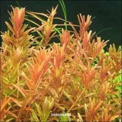 XL In-Vitro Kleine Rotala / Rotala Rotundifolia - Indica