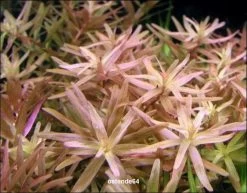 XL In-Vitro Kleine Rotala / Rotala Rotundifolia - Indica -Qualitätsgeschäft Für Garten Und Outdoor V392DZ 1 3