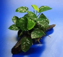 Anubias Barteri Auf Schöner Ca. 30 Cm Großer Wurzel