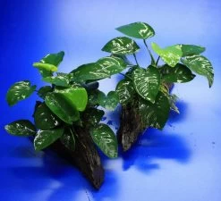 Anubias Barteri Auf Schöner Ca. 30 Cm Großer Wurzel -Qualitätsgeschäft Für Garten Und Outdoor W002BL 1 3