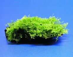 Wurzel Mit Christmas-Moos / Vesicularia Montagnei, Moos -Qualitätsgeschäft Für Garten Und Outdoor W003T 1 3