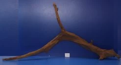 6XL Mangroven-Wurzel 133x64x29 Unikat - Traumwurzel #1439