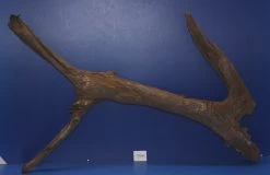 6XL Mangroven-Wurzel 103x64x21 Unikat - Traumwurzel #1441