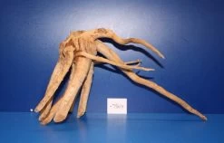 XXL Rote Moorwurzel / Moorkienholz 44x24x25 Traumwurzel #1504