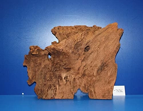 XL Mangroven-Wurzel 42x31x16 Unikat - Traumwurzel #1536 1 XL Mangroven-Wurzel 42x31x16 Unikat - Traumwurzel #1536