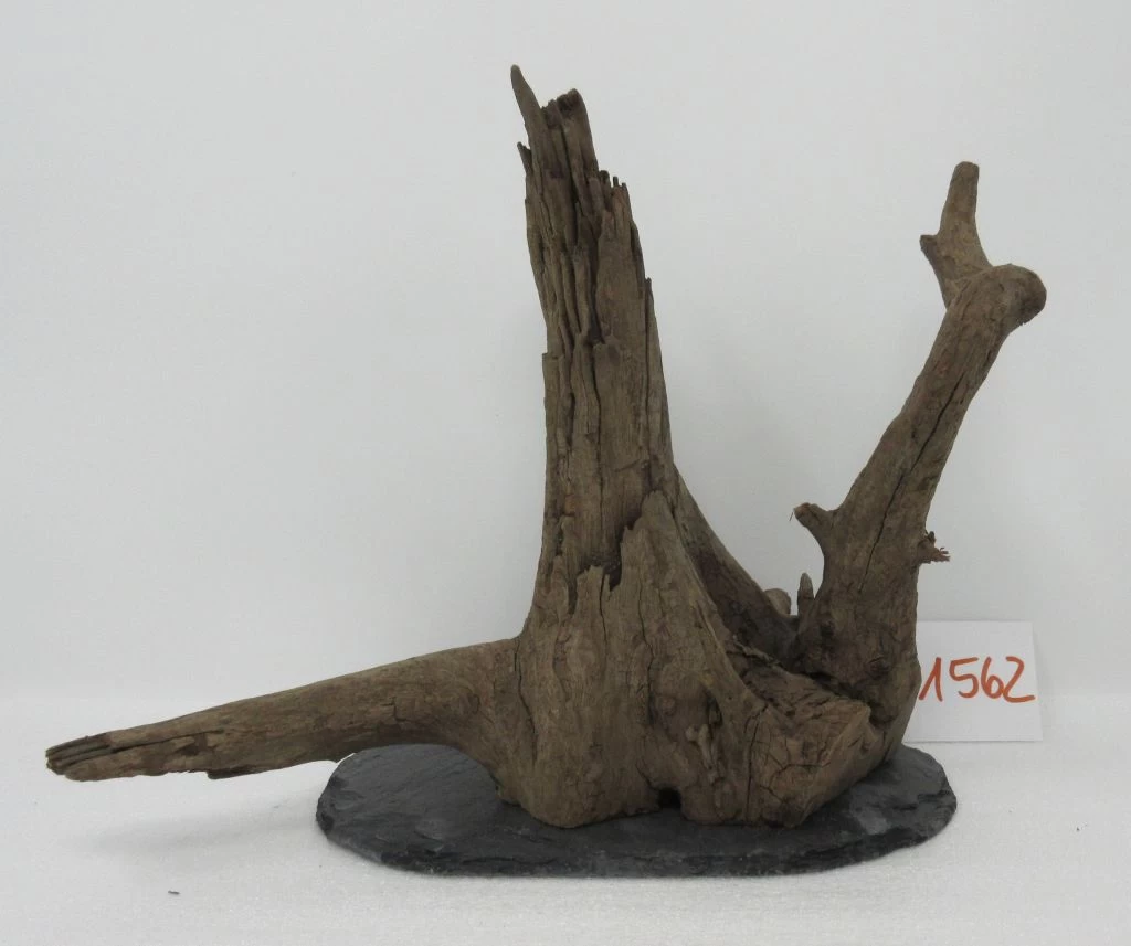 XL Scaper Wurzel 24x22x17 Traumwurzel #1562 Auf Schiefer 1 XL Scaper Wurzel 24x22x17 Traumwurzel #1562 Auf Schiefer