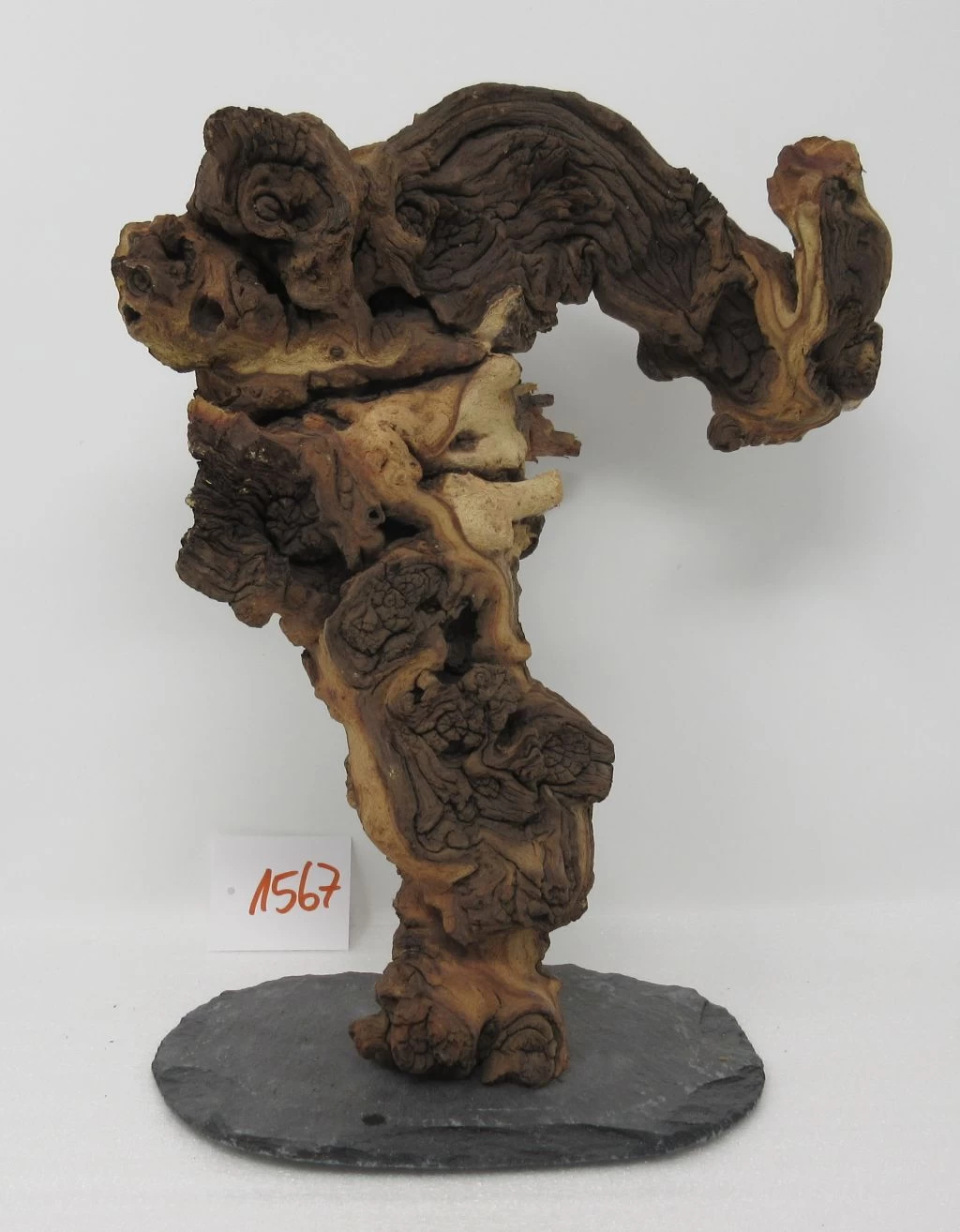 XXL Eisenholz/Mopani-Wurzel 26x33x17 Zweifarbige Traumwurzel #1567 Auf Schiefer 1 XXL Eisenholz/Mopani-Wurzel 26x33x17 Zweifarbige Traumwurzel #1567 Auf Schiefer