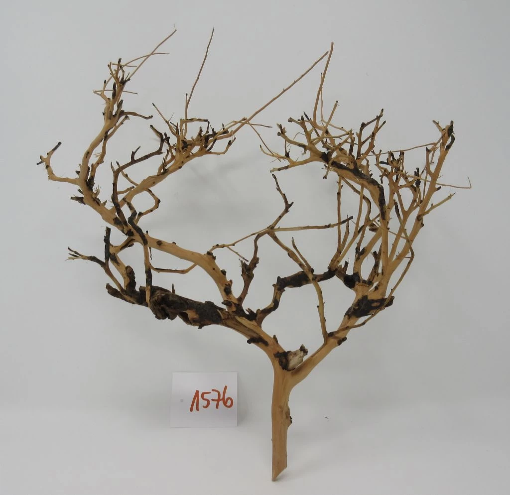 XL Thailand Zweig / Wurzel 30x31x18 Traumwurzel #1576 1 XL Thailand Zweig / Wurzel 30x31x18 Traumwurzel #1576