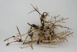 XL Thailand Zweig / Wurzel 40x23x18 Traumwurzel #1578