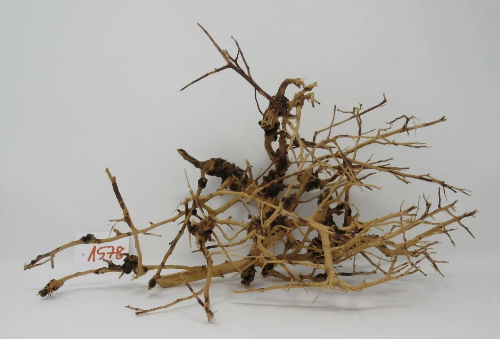 XL Thailand Zweig / Wurzel 40x23x18 Traumwurzel #1578 1 XL Thailand Zweig / Wurzel 40x23x18 Traumwurzel #1578