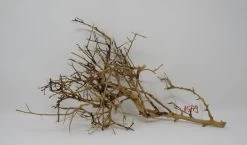 XL Thailand Zweig / Wurzel 38x22x16 Traumwurzel #1579