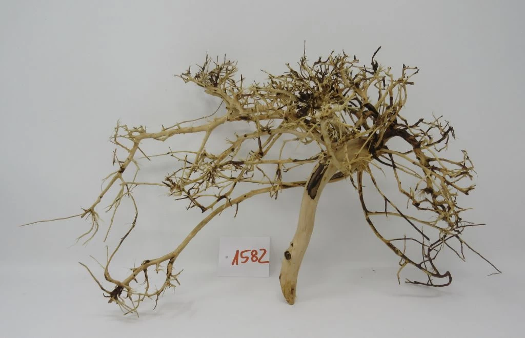 XL Thailand Zweig / Wurzel 42x22x20 Traumwurzel #1582 1 XL Thailand Zweig / Wurzel 42x22x20 Traumwurzel #1582