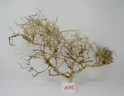 XL Thailand Zweig / Wurzel 50x38x16 Traumwurzel #1585