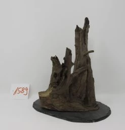 XL Scaper Wurzel 19x22x18 Traumwurzel #1589 Auf Schiefer