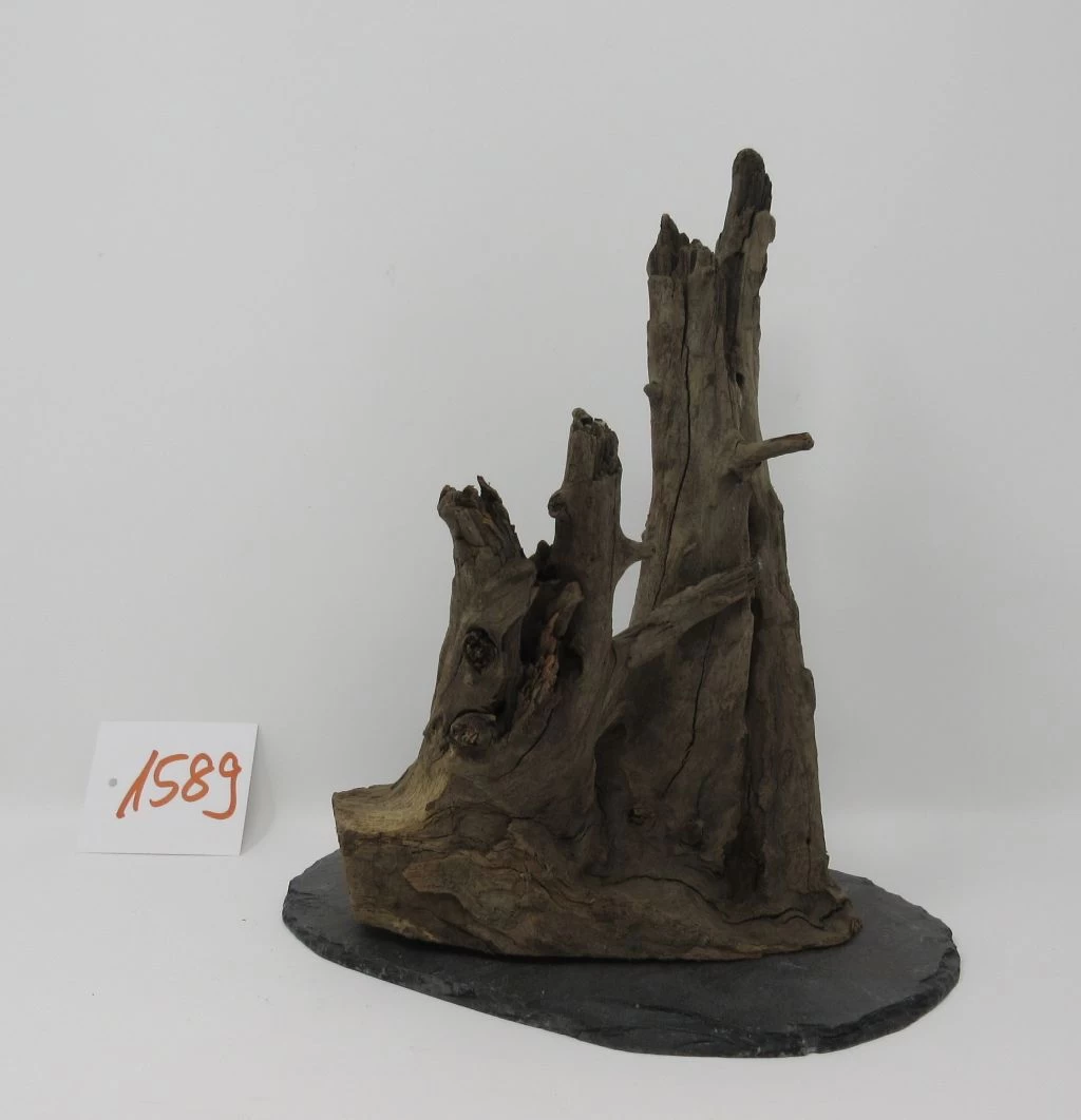 XL Scaper Wurzel 19x22x18 Traumwurzel #1589 Auf Schiefer 1 XL Scaper Wurzel 19x22x18 Traumwurzel #1589 Auf Schiefer