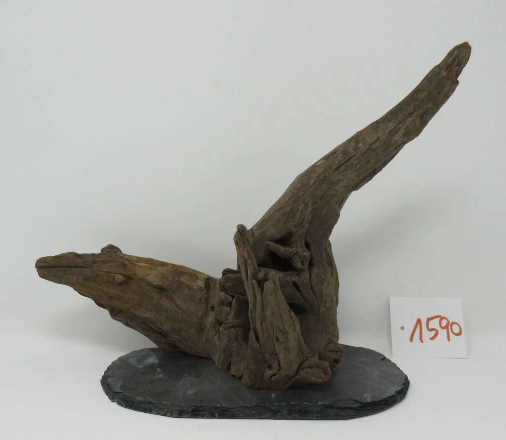 XL Scaper Wurzel 26x20x15 Traumwurzel #1590 Auf Schiefer 1 XL Scaper Wurzel 26x20x15 Traumwurzel #1590 Auf Schiefer