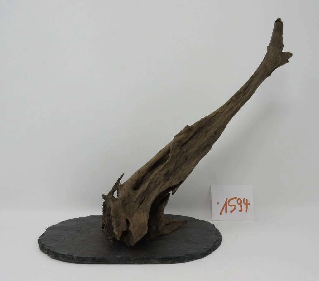 XL Scaper Wurzel 26x24x13 Traumwurzel #1594 Auf Schiefer 1 XL Scaper Wurzel 26x24x13 Traumwurzel #1594 Auf Schiefer