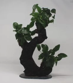 Urwaldbaum GROß Mbuna Mit Anubia Nana/Zwergspeerblatt Ca. 40-45 Cm