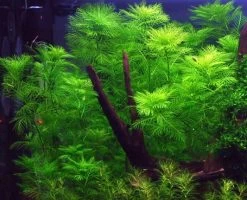 1-2-GROW! Mato-Grosso-Tausendblatt / Myriophyllum Mattogrossense Von TROPICA
