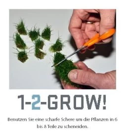 1-2-GROW! Grossblättriges Fettblatt / Bacopa Caroliniana Caroliana Von TROPICA -Qualitätsgeschäft Für Garten Und Outdoor oD043TC T 1 3