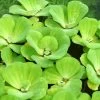 Muschelblume In XXL - Wassersalat-Wasserrose / Pistia Stratiotes Für Den Teich