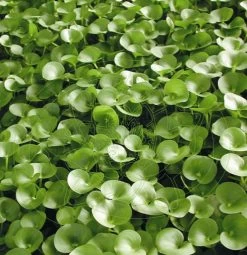 Nierenförmiges Trugkölbchen / Heteranthera Reniformis Für Den Teich