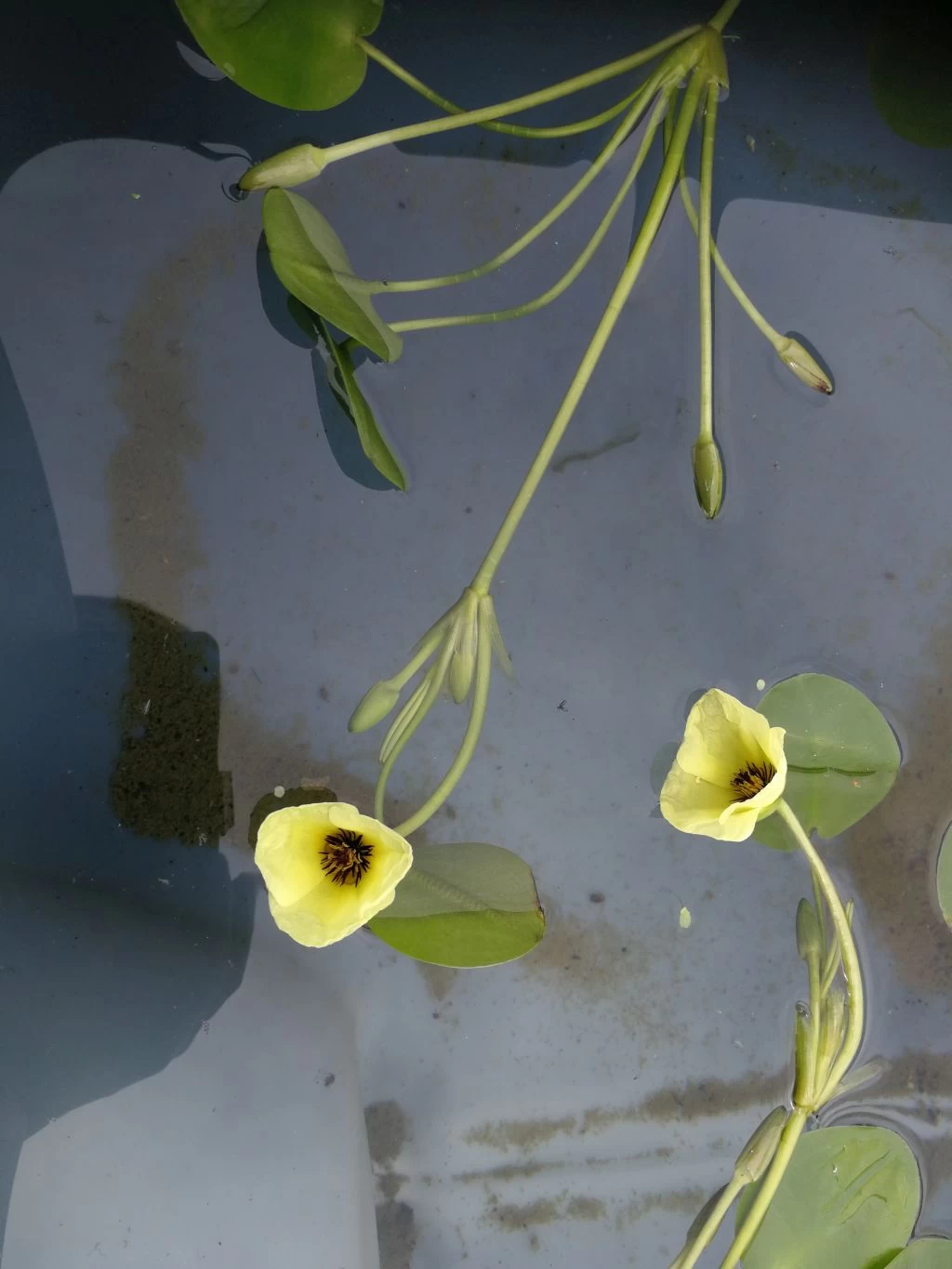 Wassermohnblume / Hydrocleys Nymphoides Für Den Teich 2 Wassermohnblume / Hydrocleys Nymphoides Für Den Teich – Bild 2