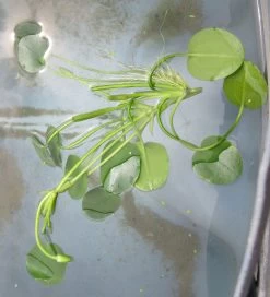 Wassermohnblume / Hydrocleys Nymphoides Für Den Teich 5 Wassermohnblume / Hydrocleys Nymphoides Für Den Teich -Qualitätsgeschäft Für Garten Und Outdoor oD 403wf 1 3