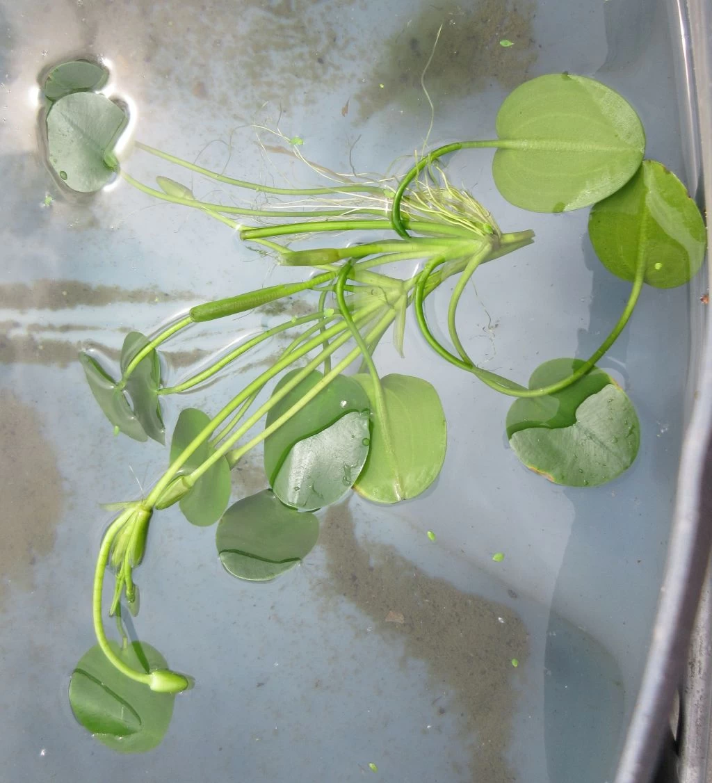 Wassermohnblume / Hydrocleys Nymphoides Für Den Teich 3 Wassermohnblume / Hydrocleys Nymphoides Für Den Teich – Bild 3