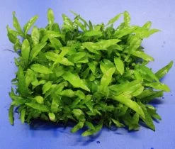 Green-Wall XL Javafarn / Microsorum Pteropus Auf Matte Ca. 170x140 Mm