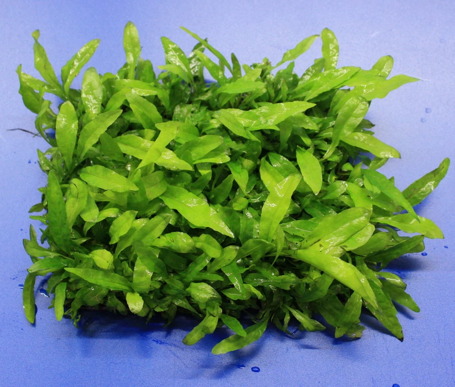 Green-Wall XL Javafarn / Microsorum Pteropus Auf Matte Ca. 170x140 Mm 1 Green-Wall XL Javafarn / Microsorum Pteropus Auf Matte Ca. 170x140 Mm