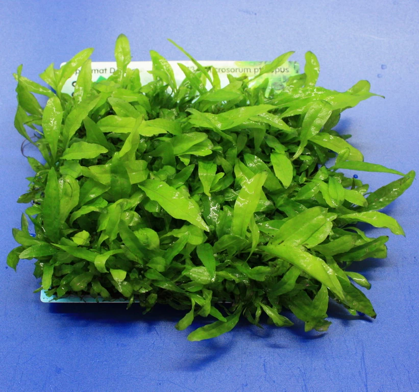 Green-Wall XL Javafarn / Microsorum Pteropus Auf Matte Ca. 170x140 Mm 2 Green-Wall XL Javafarn / Microsorum Pteropus Auf Matte Ca. 170x140 Mm – Bild 2